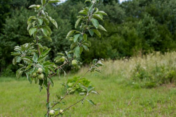 Apple Tree Planting in Southport