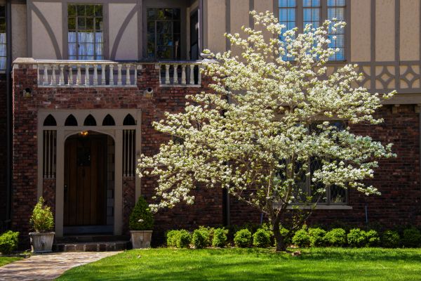 Dogwood Tree Planting in Southport